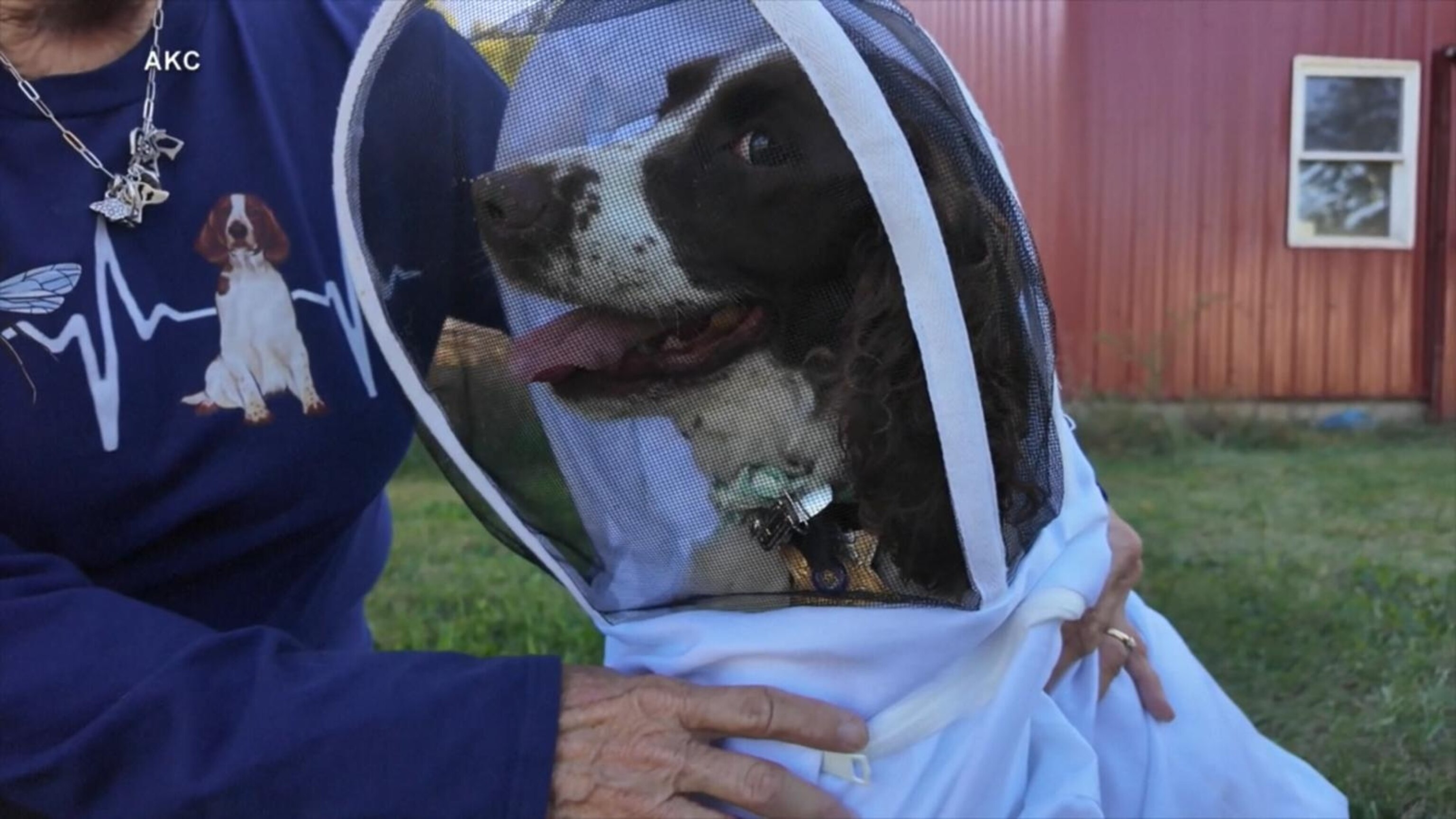 Video 'Incredible dog' is sniffing to save the honeybees - ABC News