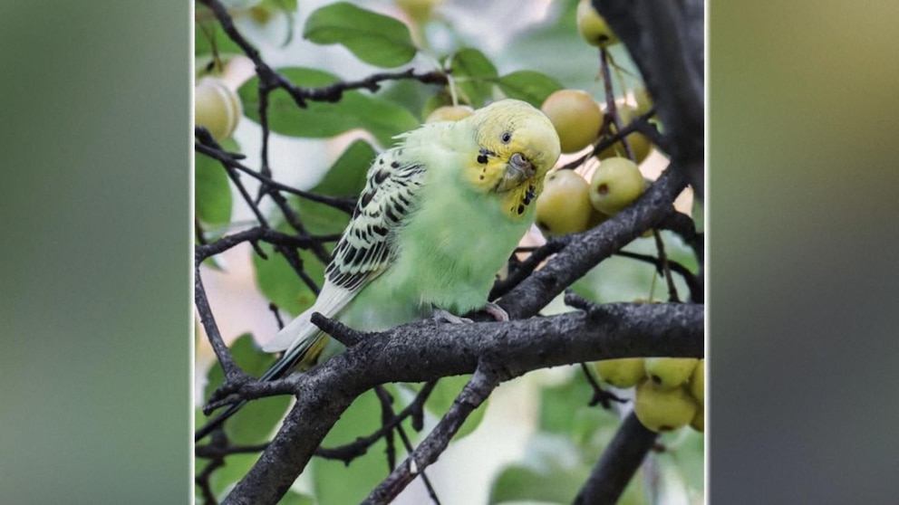 Video 10-week mission to rescue parakeet from New York City’s Central Park