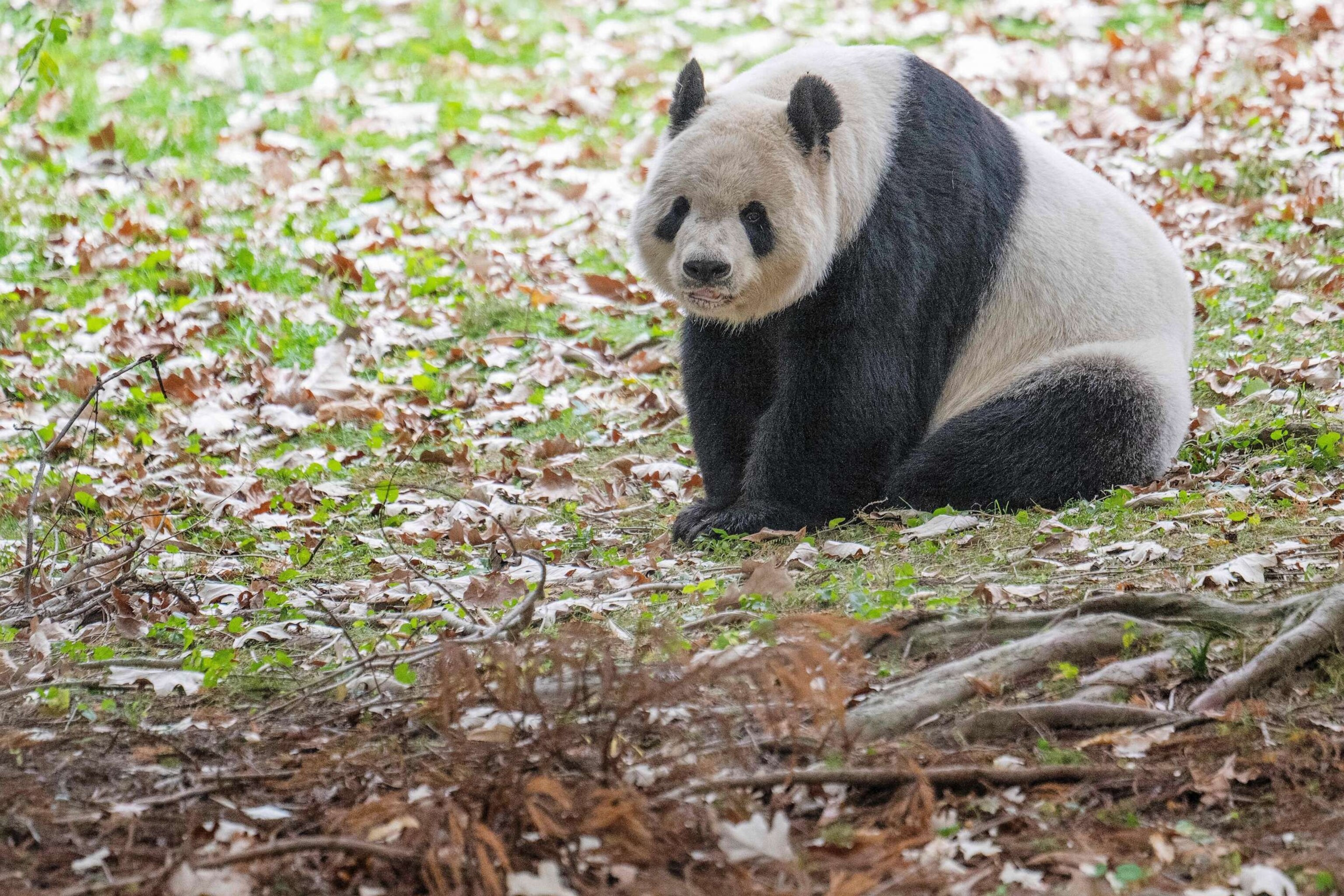 PHOTO: Giant Panda Tian Tian rests in its enclosure at the Smithsonian's National Zoo in Washington, D.C., Nov. 7, 2023, on the pants final day of viewing before returning to China.