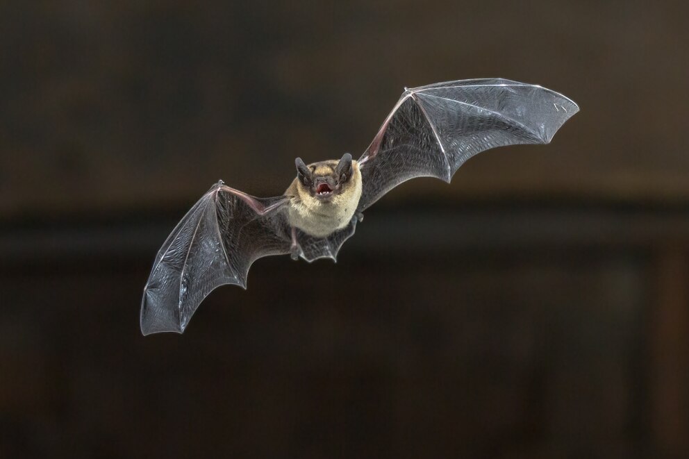 PHOTO: A bat flies in an undated stock photo.