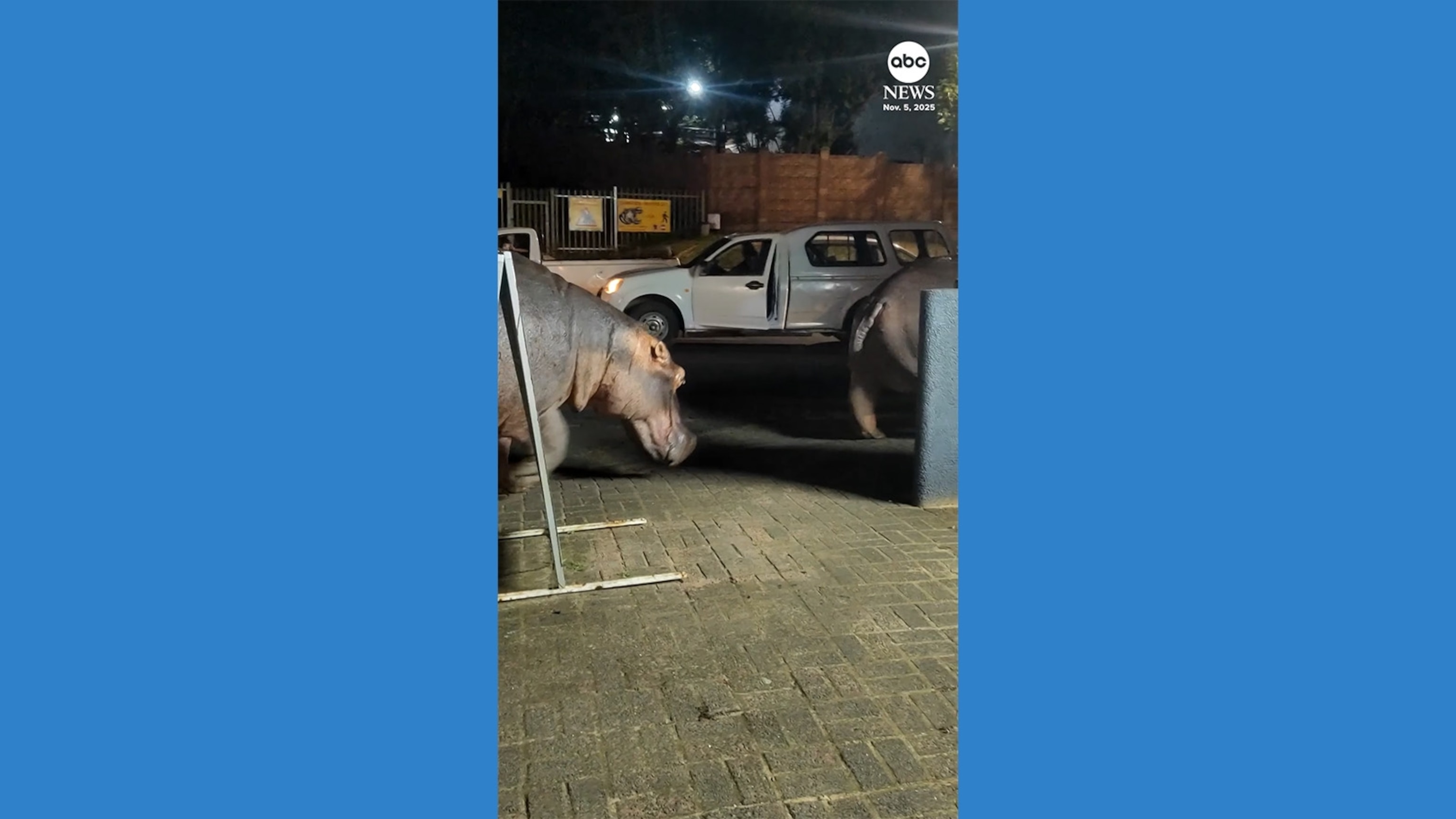 Video Hippo street takeover blocks traffic in South African town