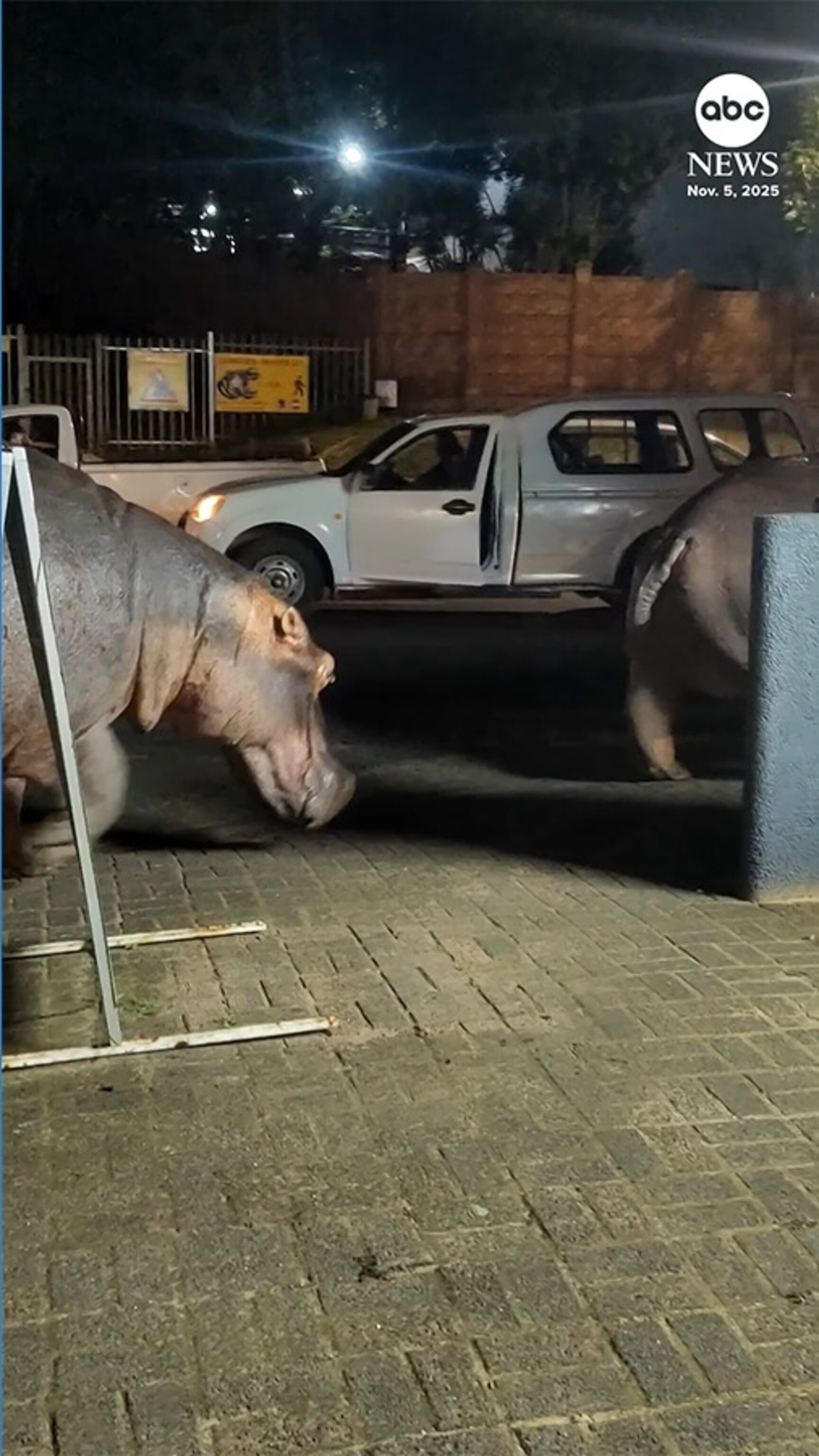 Video Hippo street takeover blocks traffic in South African town