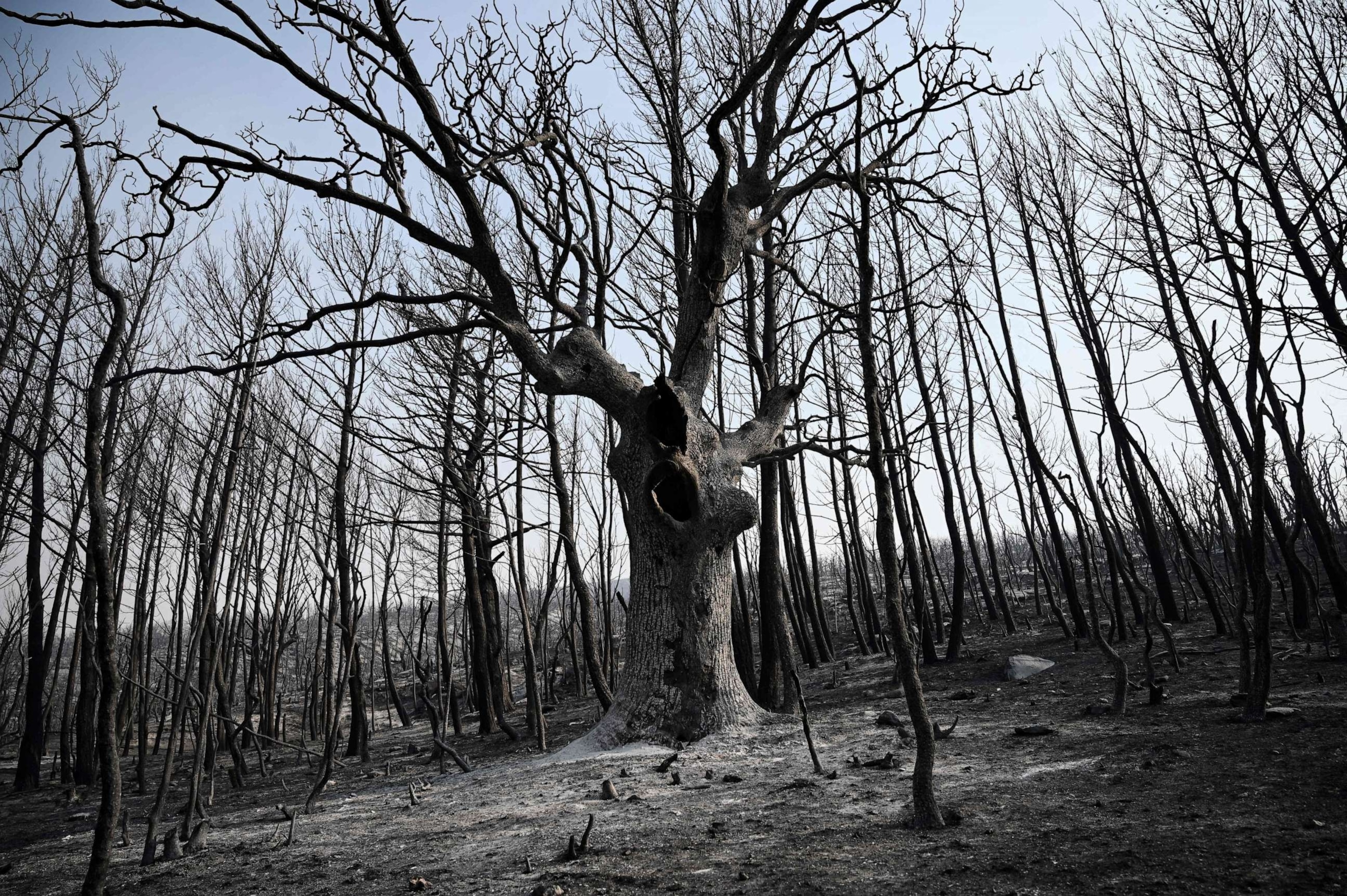 PHOTO: Burnt trees are seen after a wildfire burned through a forest near Alexandroupolis, northeastern Greece, on Aug. 23, 2023.