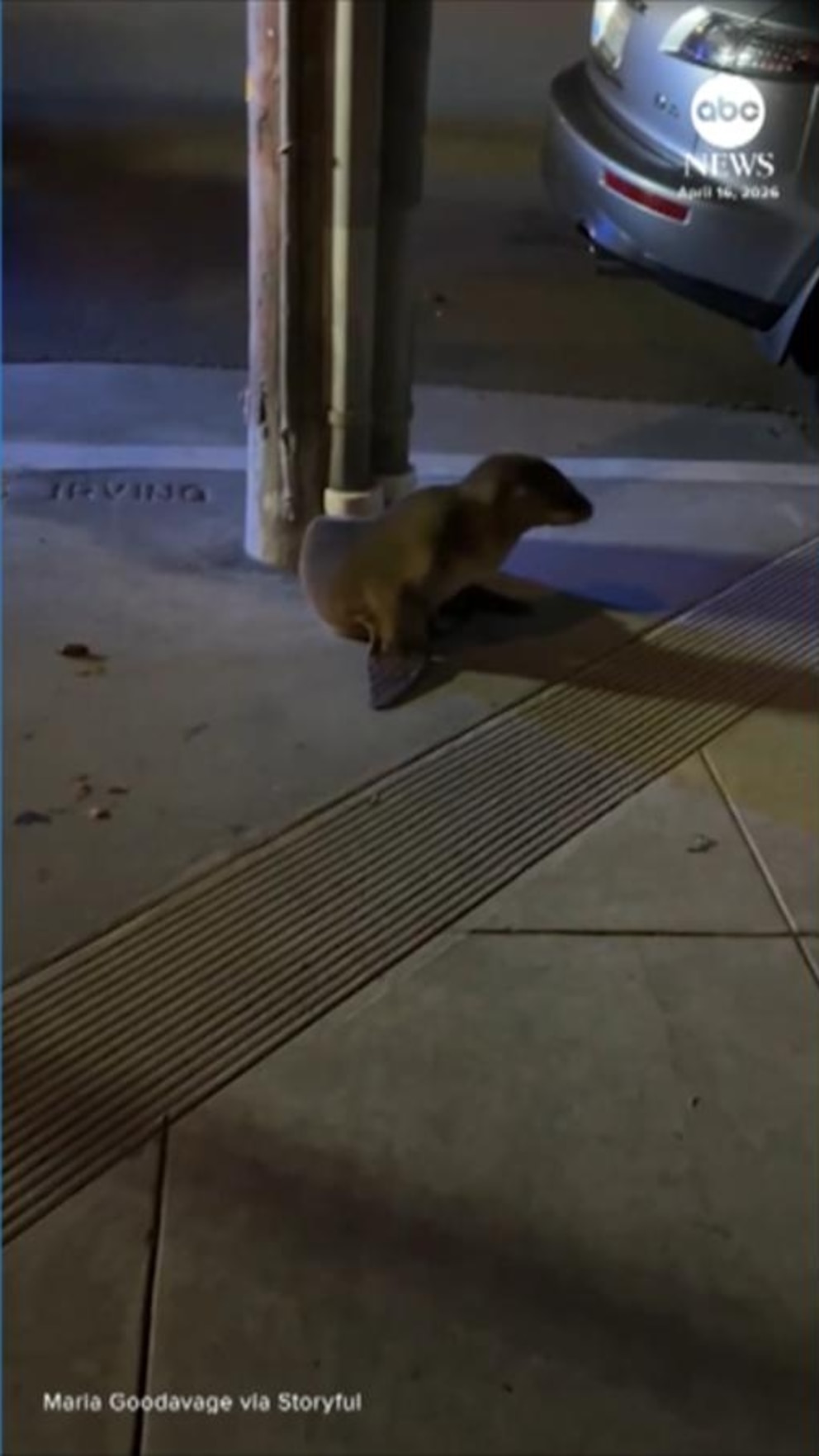WATCH:  Sea lion pup rescued after wandering into San Francisco neighborhood