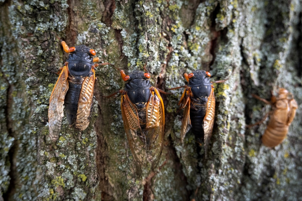 PHOTO: In this May 29, 2024, file photo, cicadas from a 17-year cicada brood cling to a tree on in Park Ridge, Illinois.