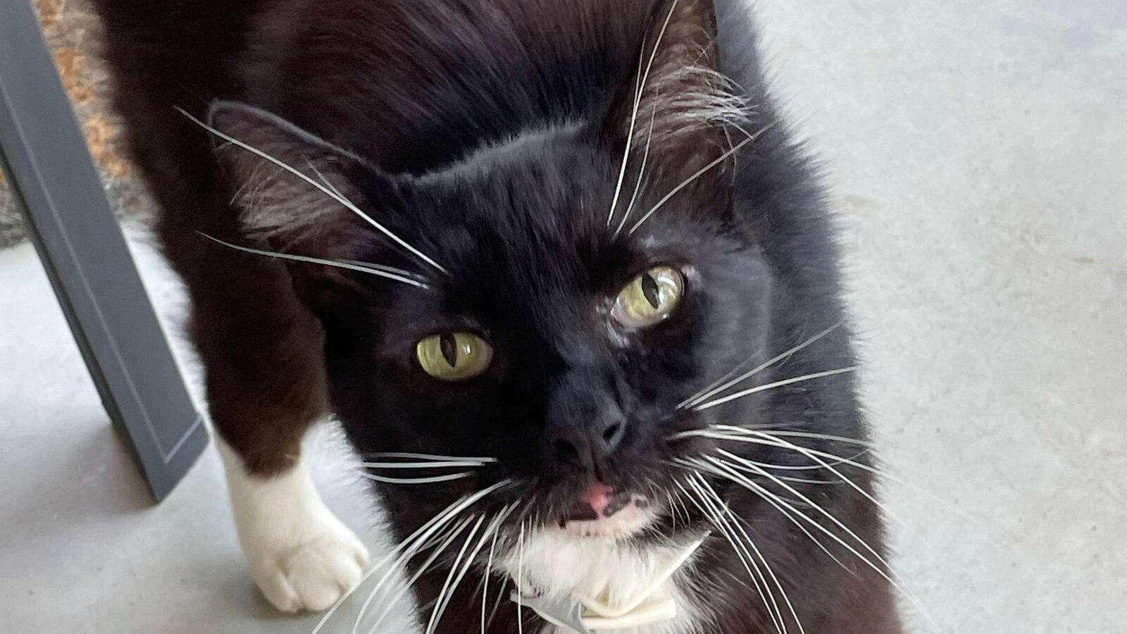 Woman learns cat who was missing for 10 years was found on late dad's ...