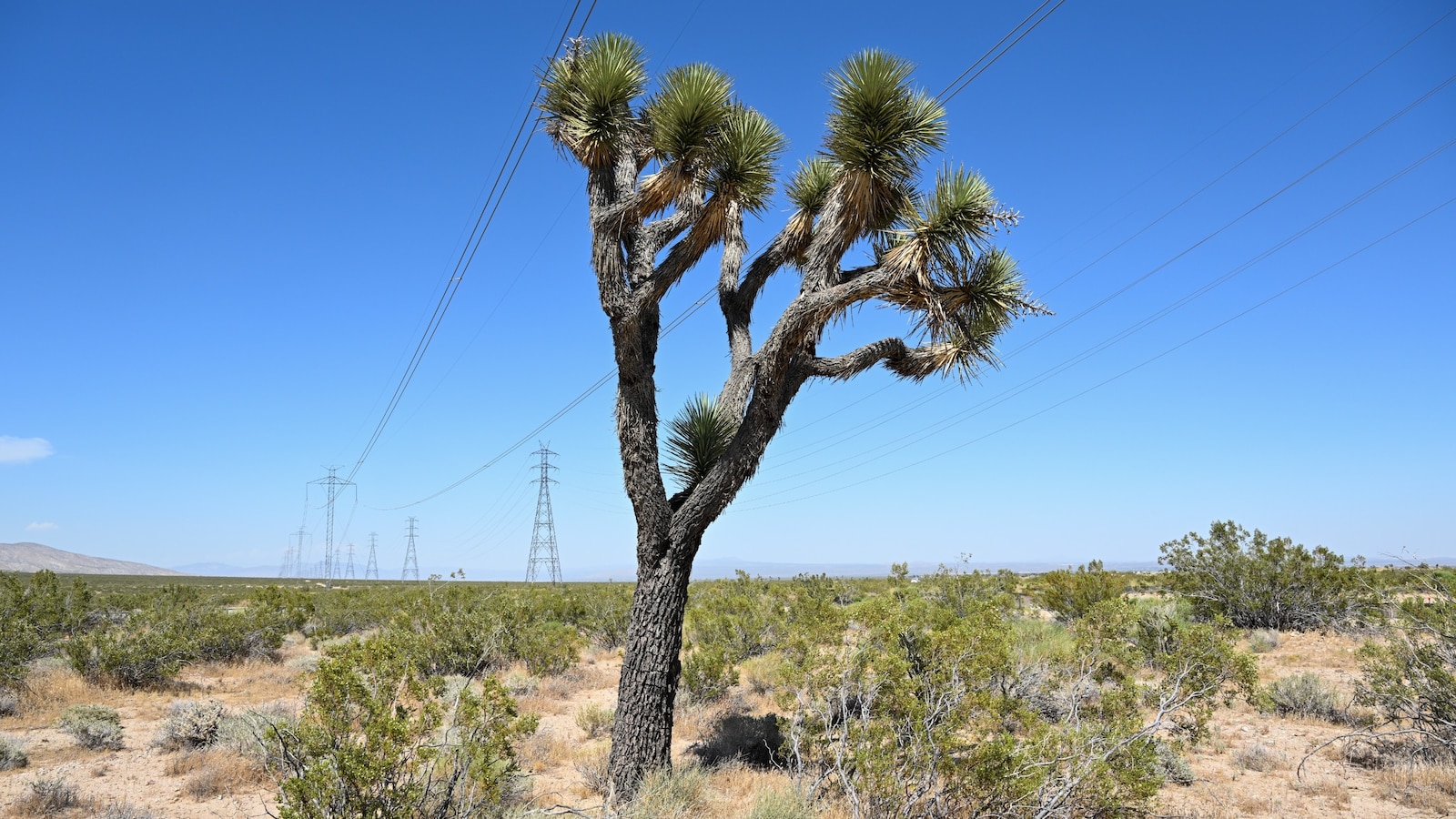 Extra moisture on West Coast allowing climate-sensitive Joshua trees to ...