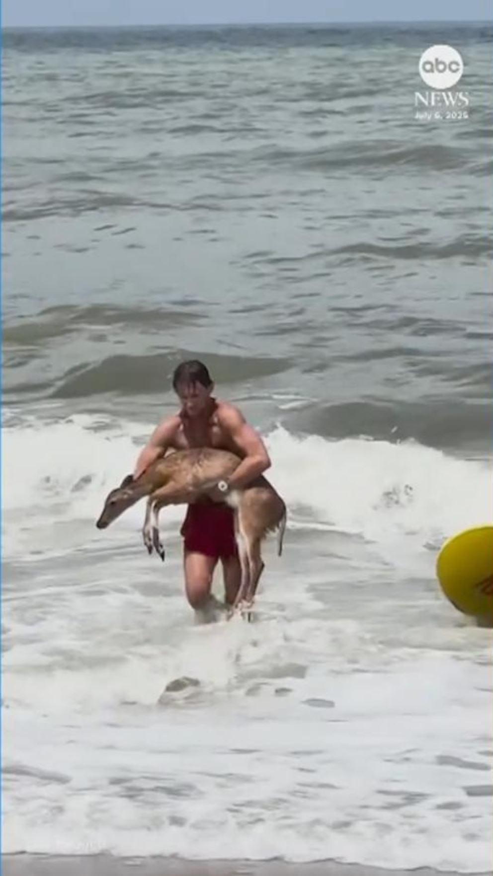 NextImg:Video Lifeguards rescue deer swept out to sea at Florida beach