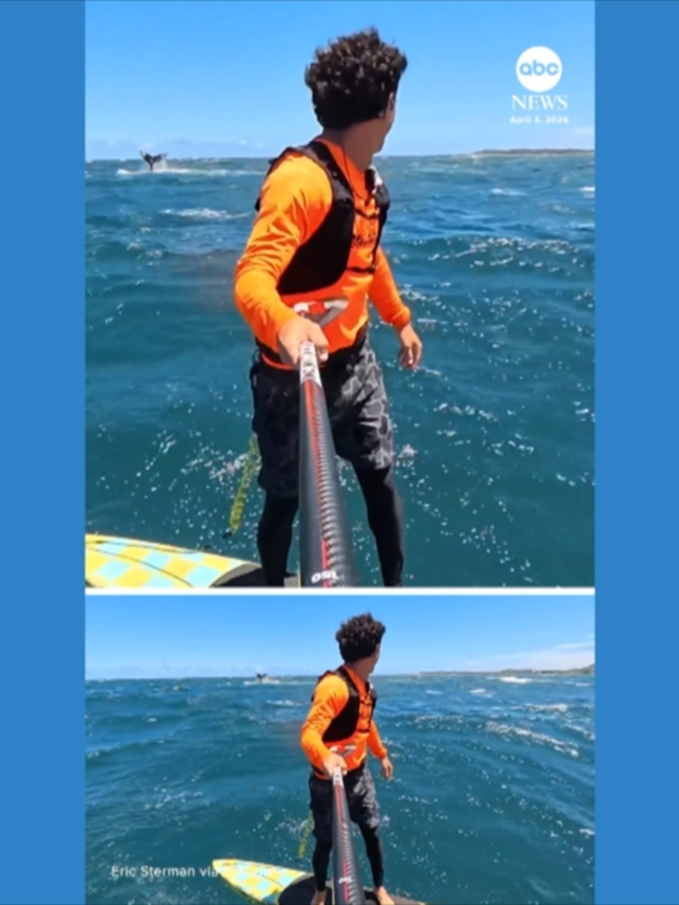 Whale surfaces right next to hydrofoil surfer off Hawaii - ABC News