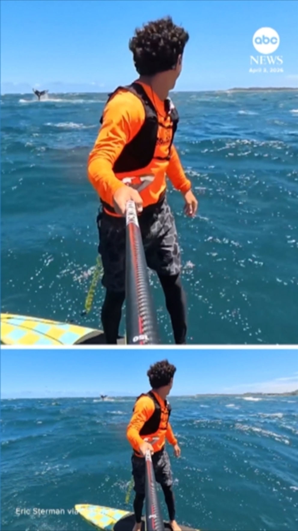 WATCH:  Whale surfaces right next to hydrofoil surfer off Hawaii