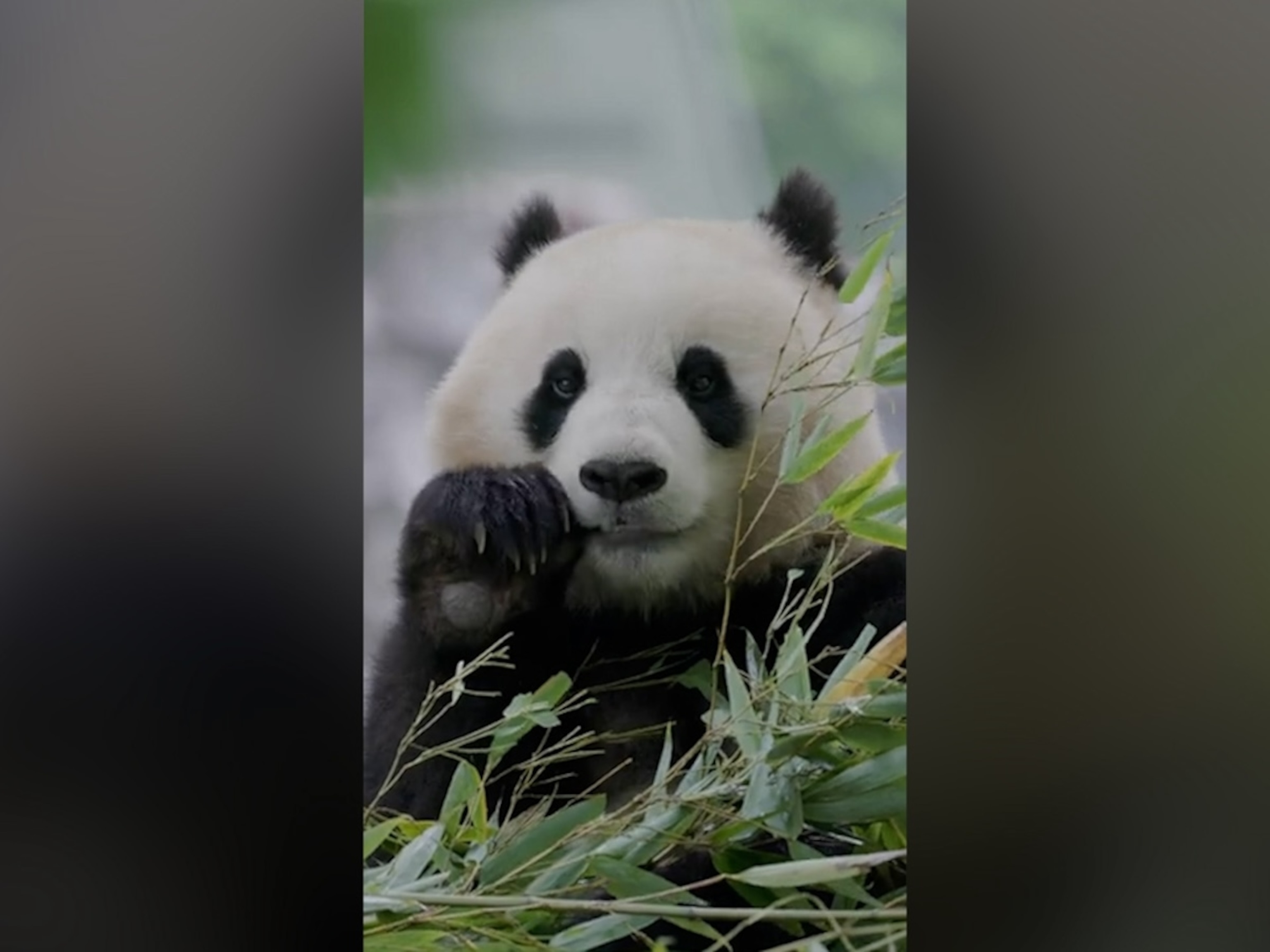 Adorable new pandas arriving at the National Zoo from China - ABC News