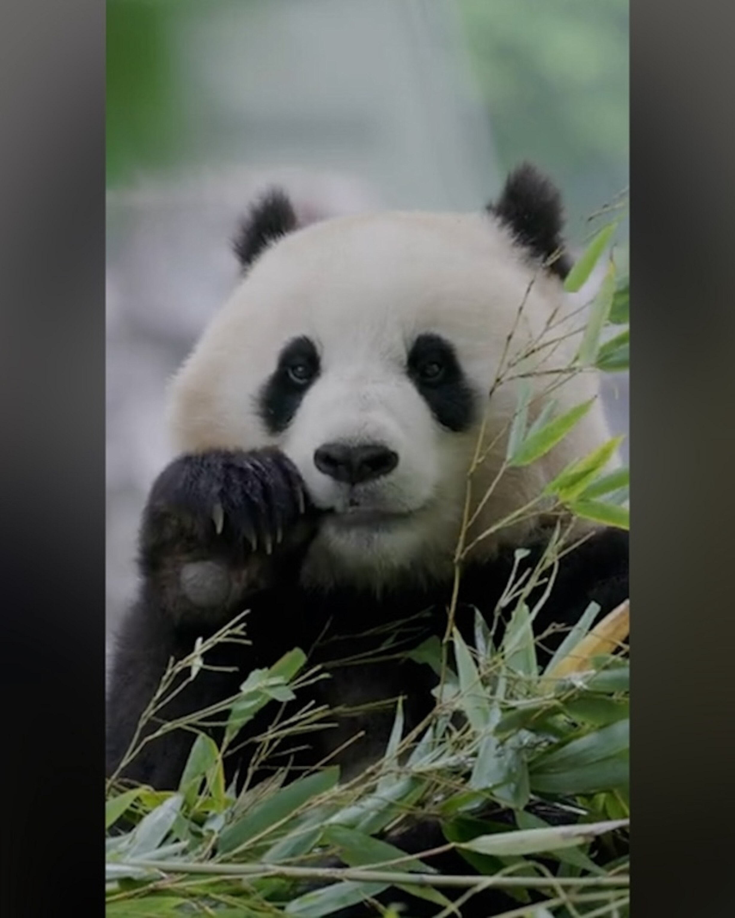 Adorable new pandas arriving at the National Zoo from China - ABC News