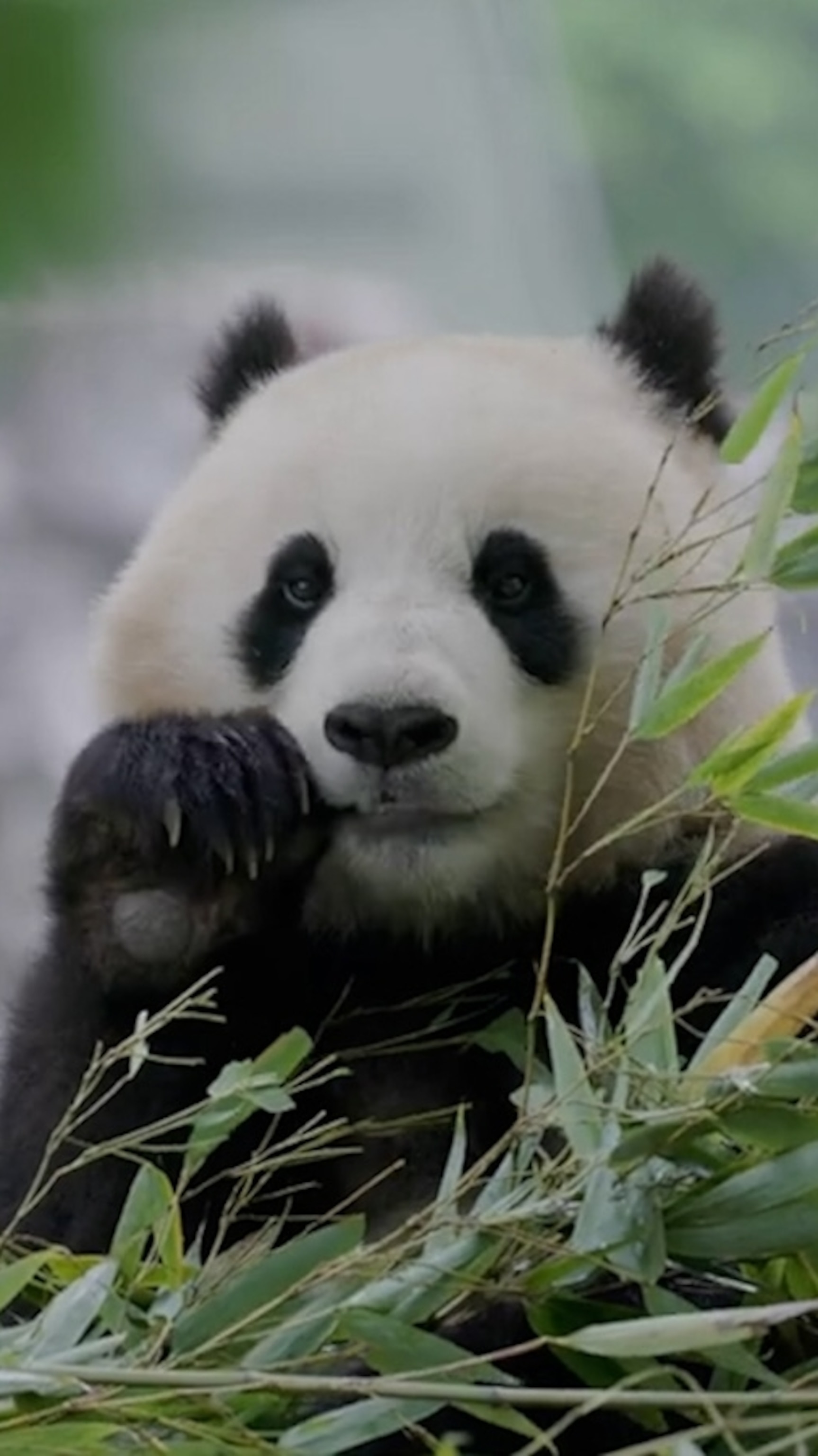 Adorable new pandas arriving at the National Zoo from China - ABC News