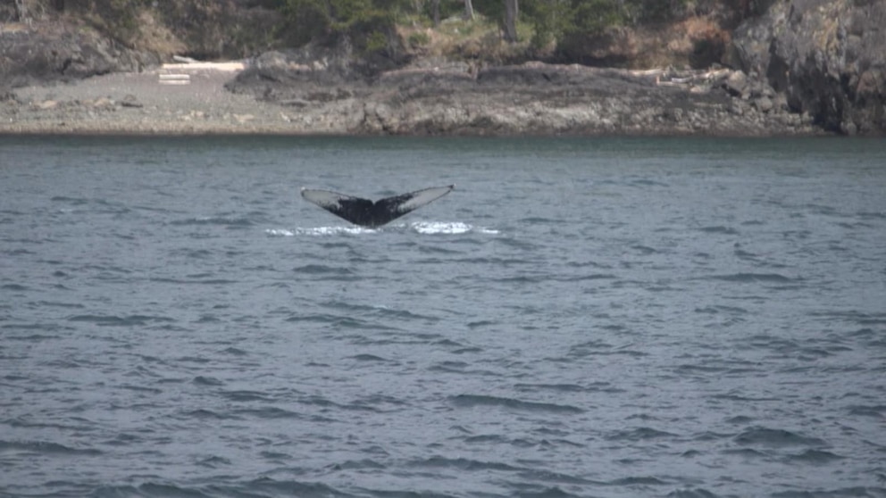 WATCH:  ‘GMA’ goes whale watching in Washington