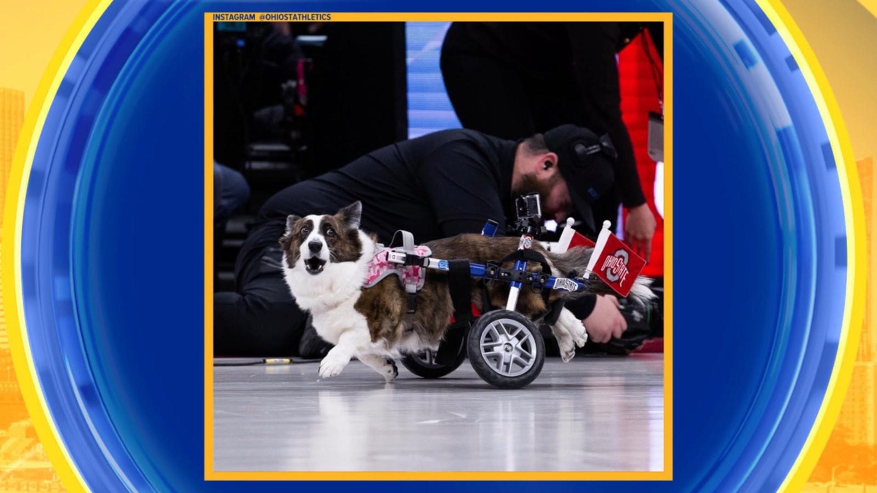 Video Corgis with the need for speed - ABC News
