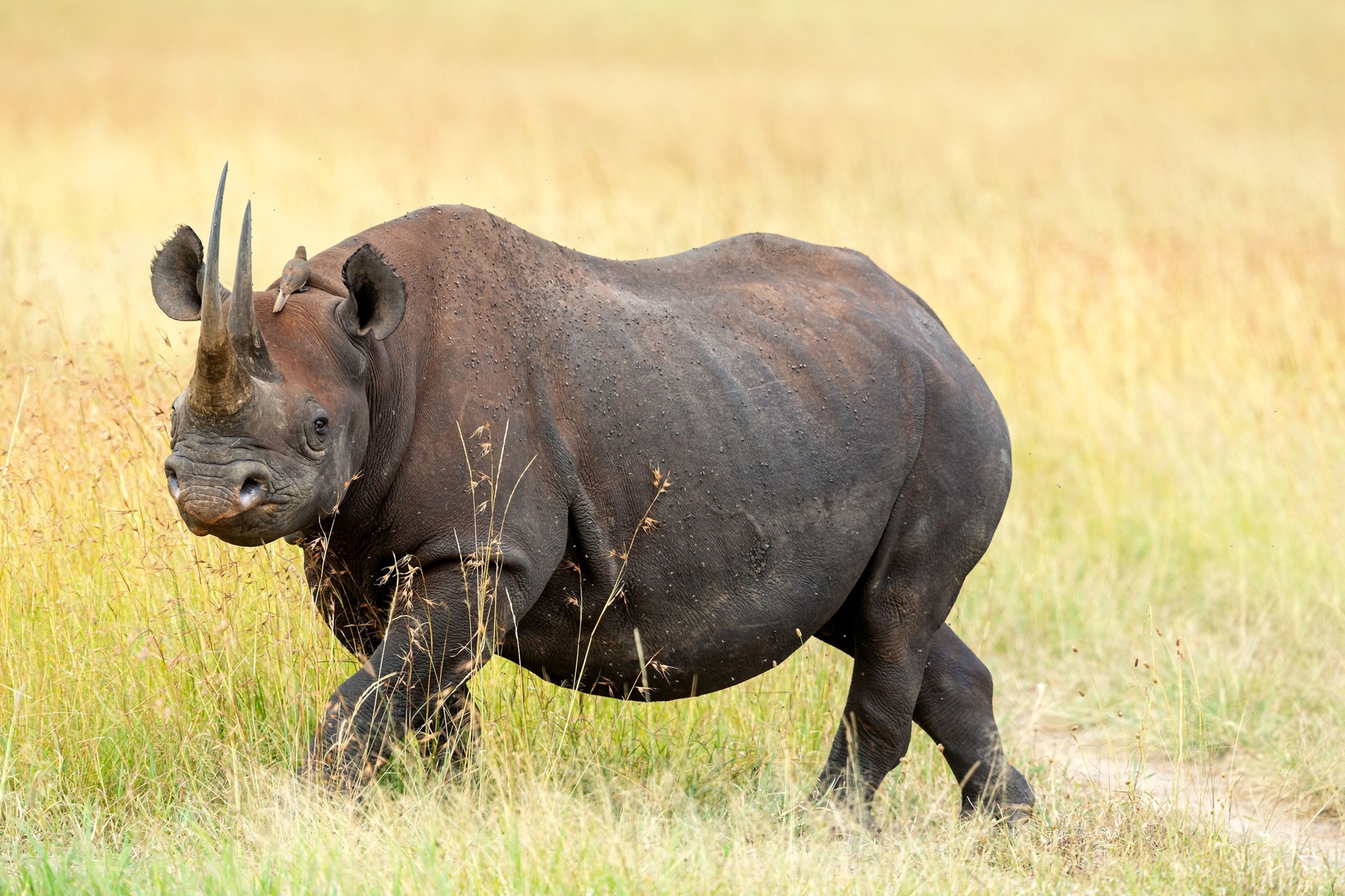 PHOTO: Black Rhino at wild