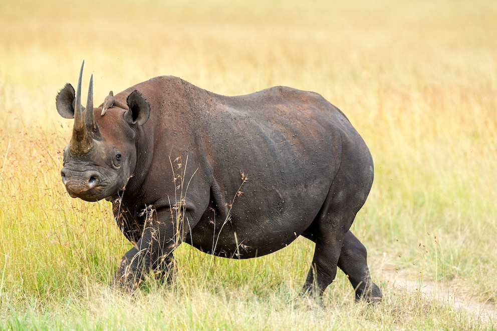 PHOTO: Black Rhino at wild