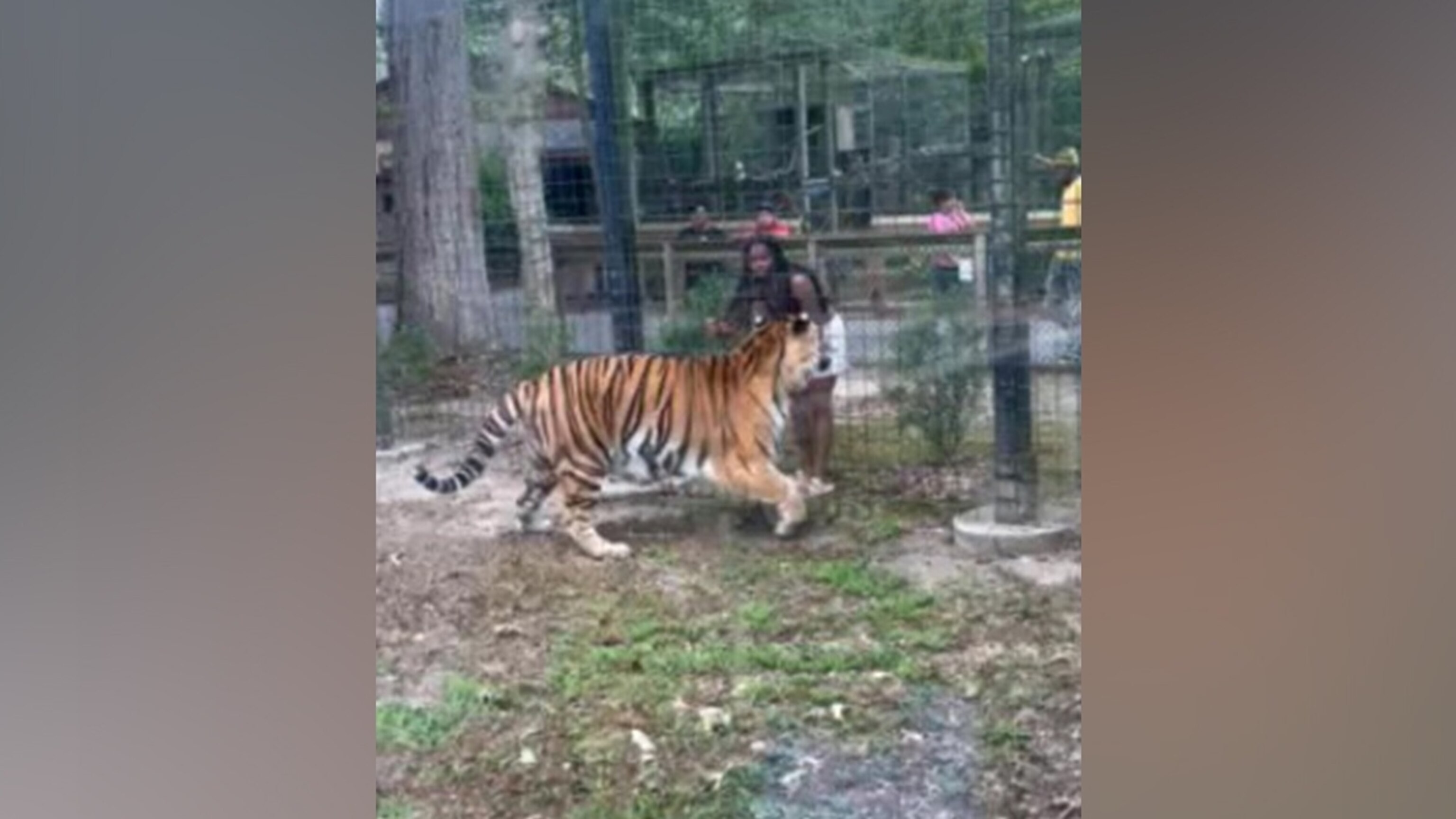 Woman charged for allegedly 'enticing' tiger after hopping