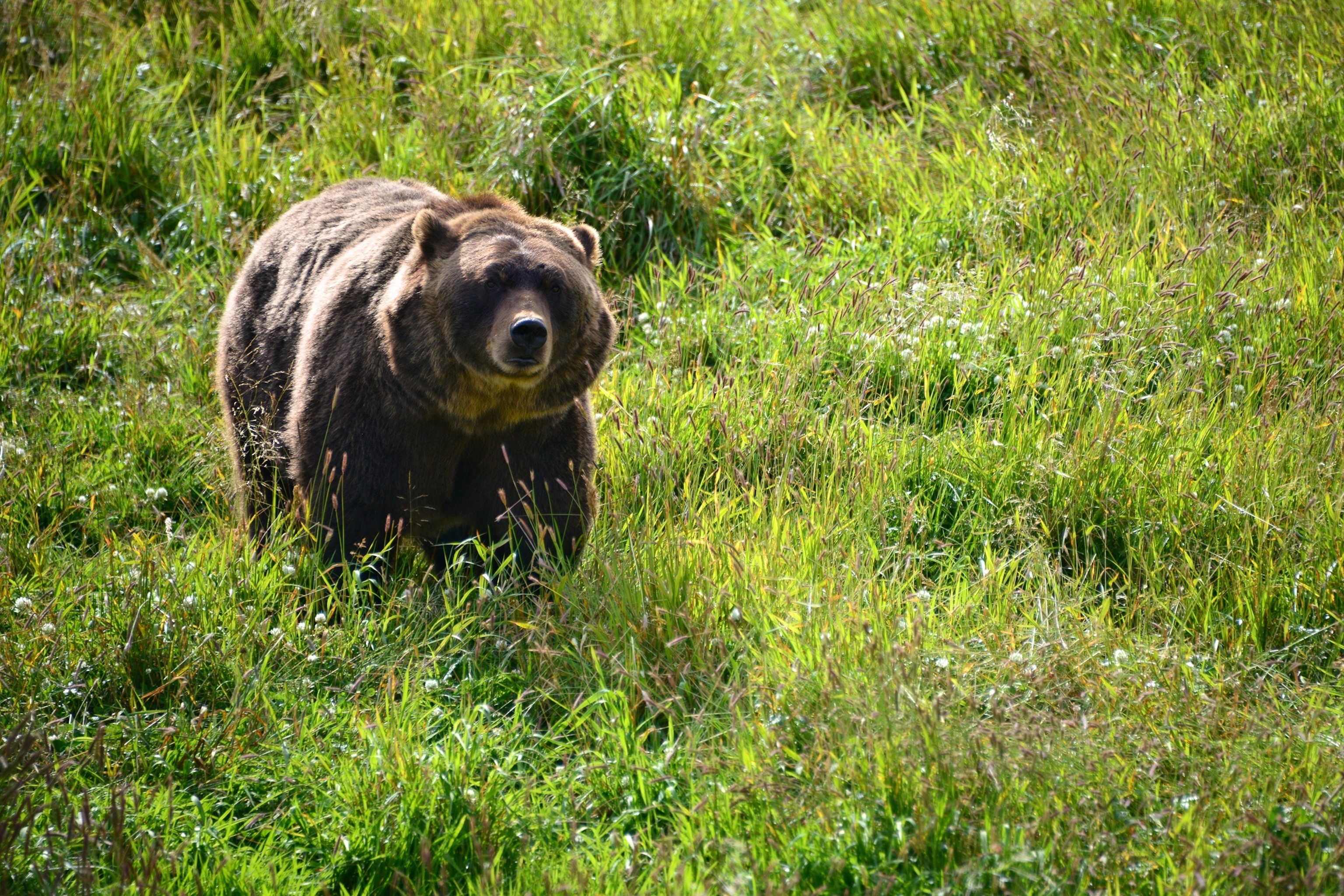PHOTO: A Grizzly bear in Anchorage, Alaska.