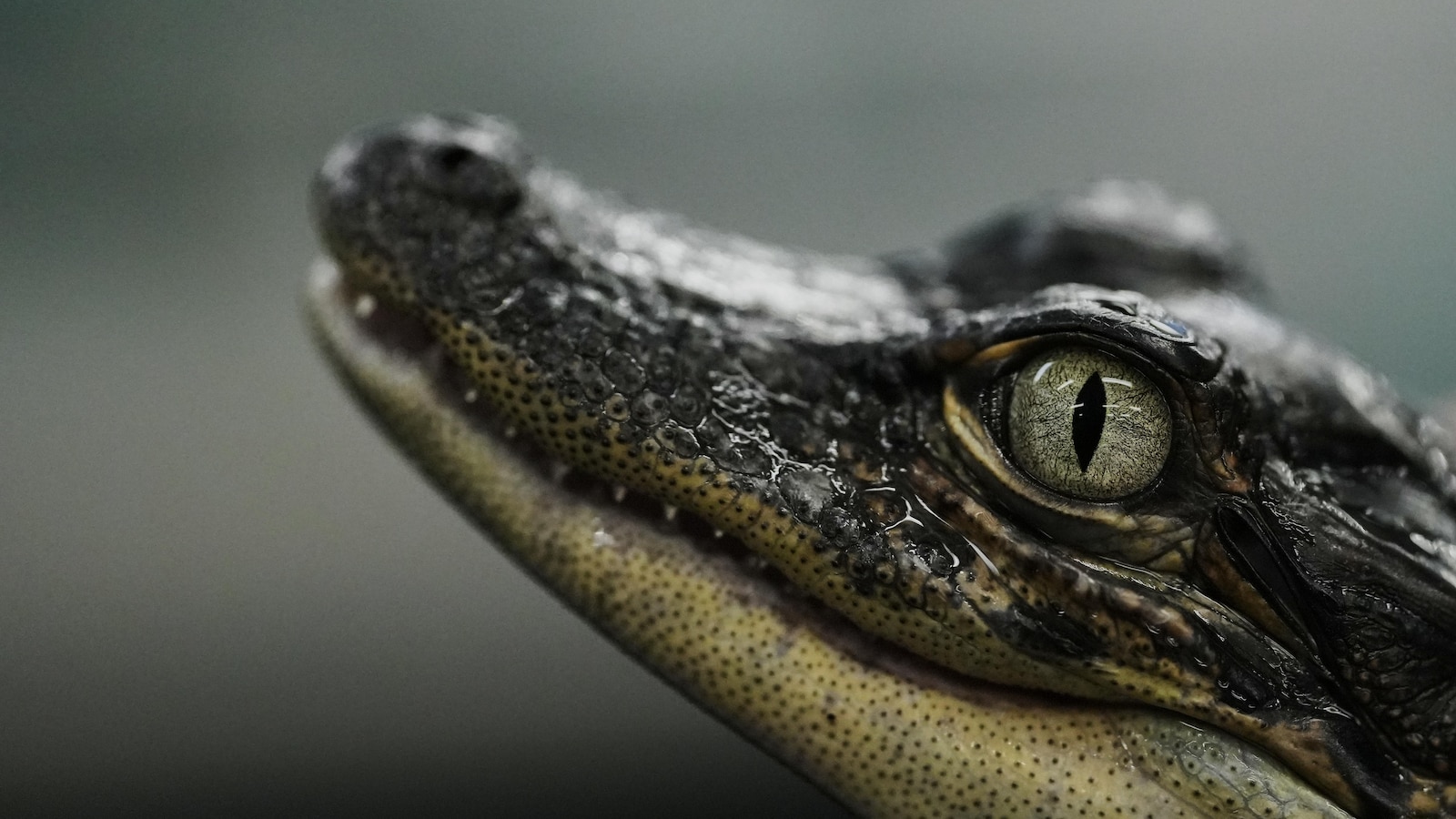 Louisiana's alligator farms raise the reptiles for meat, skins — and conservation