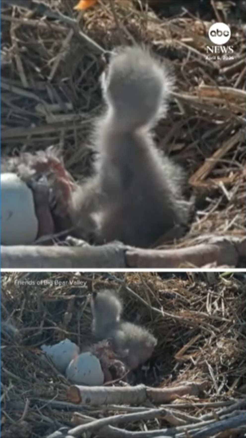 Video Viral bald eagles Jackie and Shadow welcome pair of eaglets