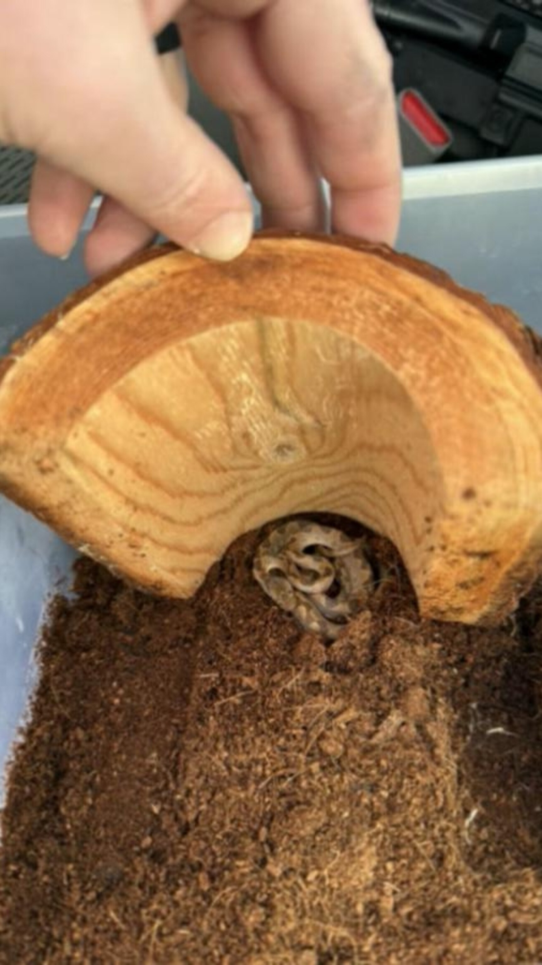 Venomous snake found in box of grocery store bananas - ABC News Venomous snake found in box of grocery store bananas - ABC News
