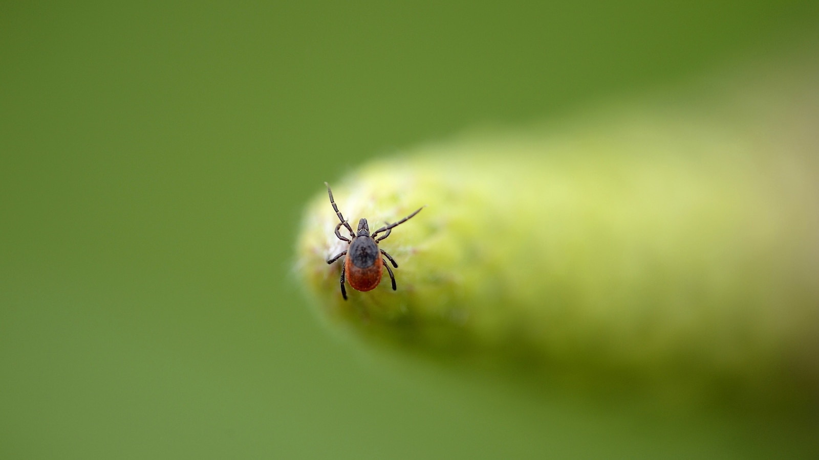 Weekly ER visits for tick bites reach highest level in nearly a decade. Will this season be worse?