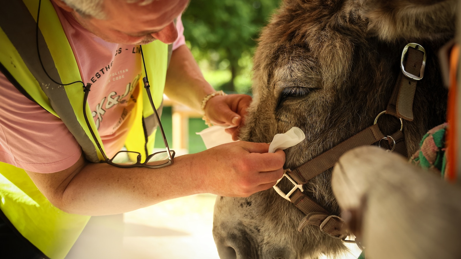 Patients find help with therapy donkeys at psychiatric hospital near Paris