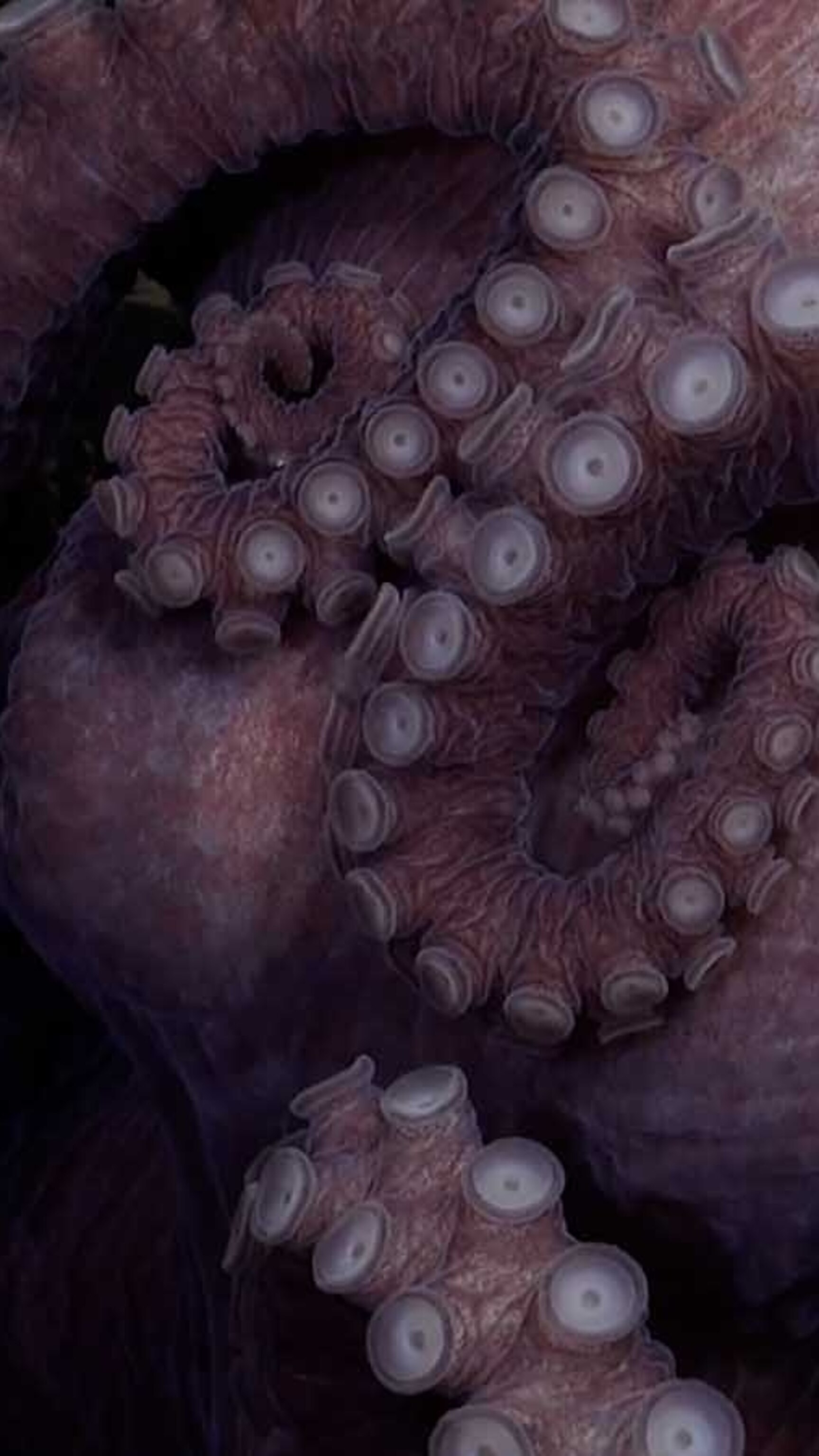 Sus Octopus Spanish Rock Octopus 1440x1440