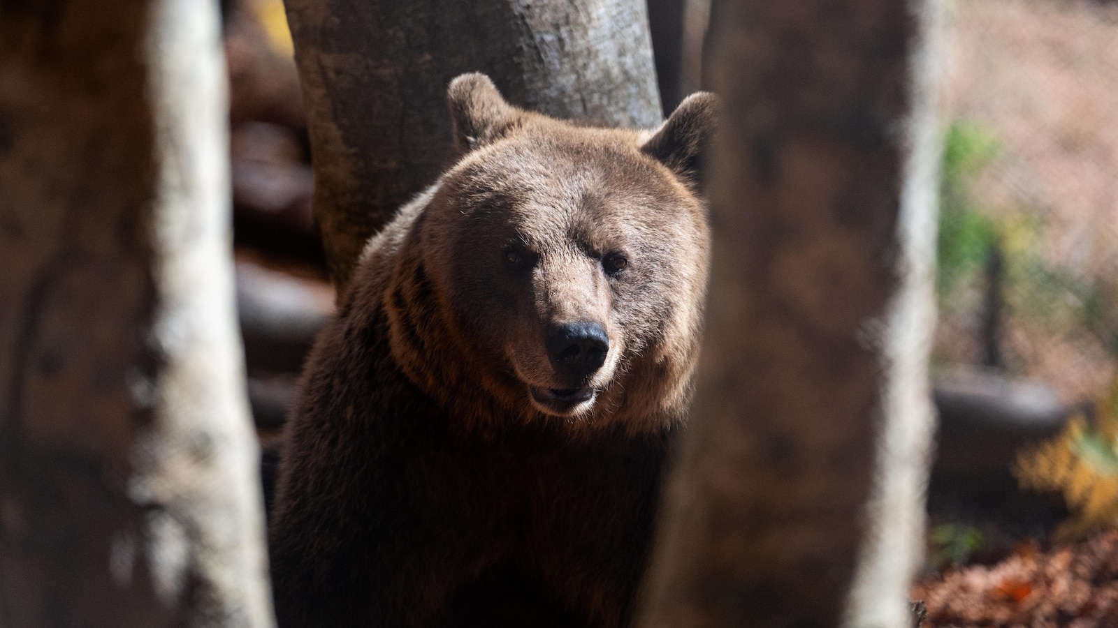 Популациите на кафяви мечки и вълци се разрастват в Гърция