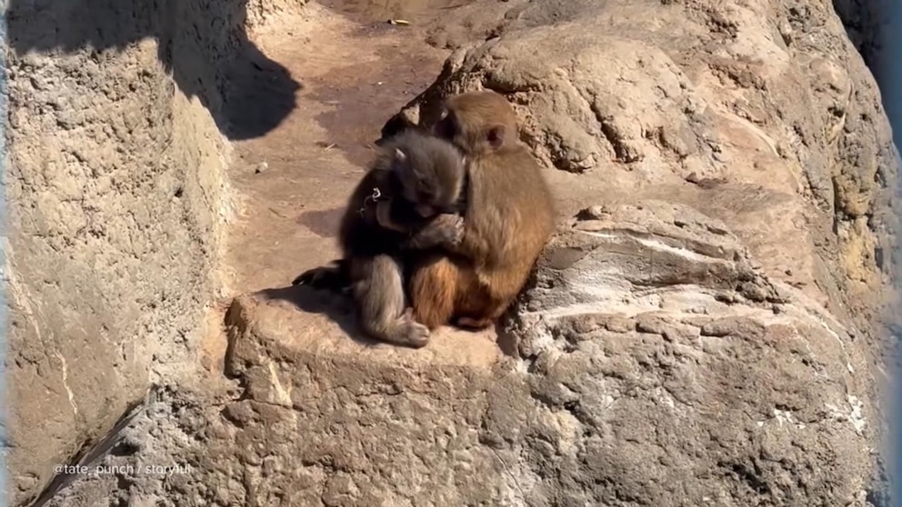 Video Punch the monkey seen cuddling fellow monkey fans dub "girlfriend"