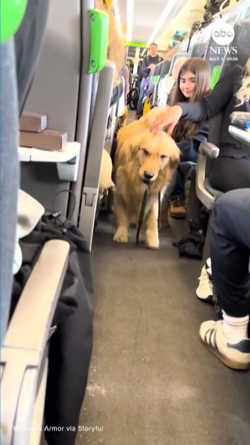 WATCH:  Golden retriever brightens stressful train journey for UK commuters