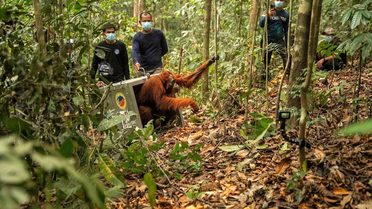 Eight Fire-Rescued Orangutans Released into Protected Forest in Borneo