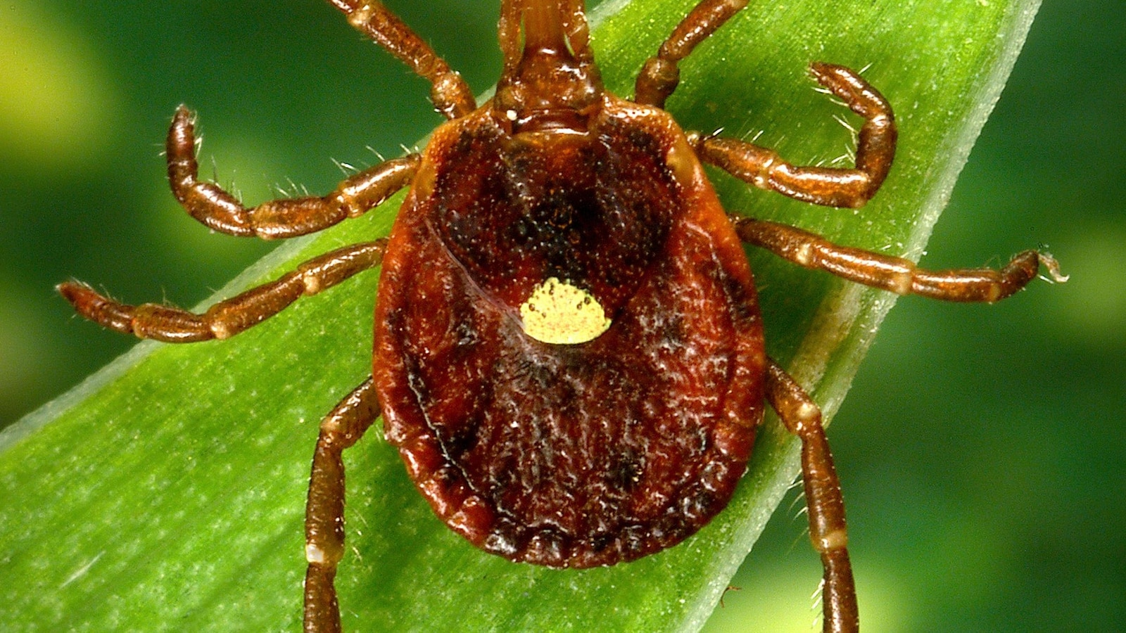 Scientists document a death from a meat allergy tied to certain ticks