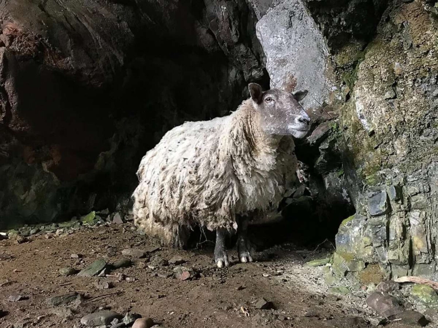 Britain's “loneliest sheep” rescued from Scottish cliff - ABC News
