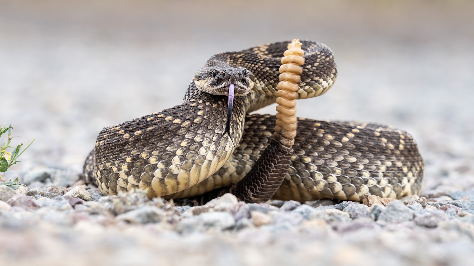 78-year-old woman dies from snake bites