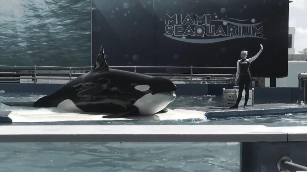 Video Lolita to be freed after decades