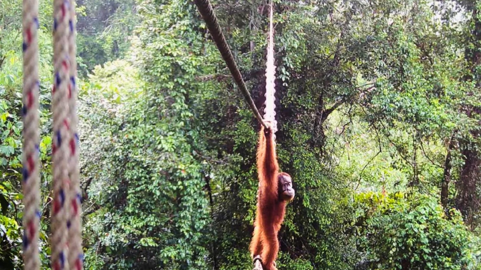 Camera trap shows Sumatra orangutan using a canopy bridge to cross a public road in Indonesia