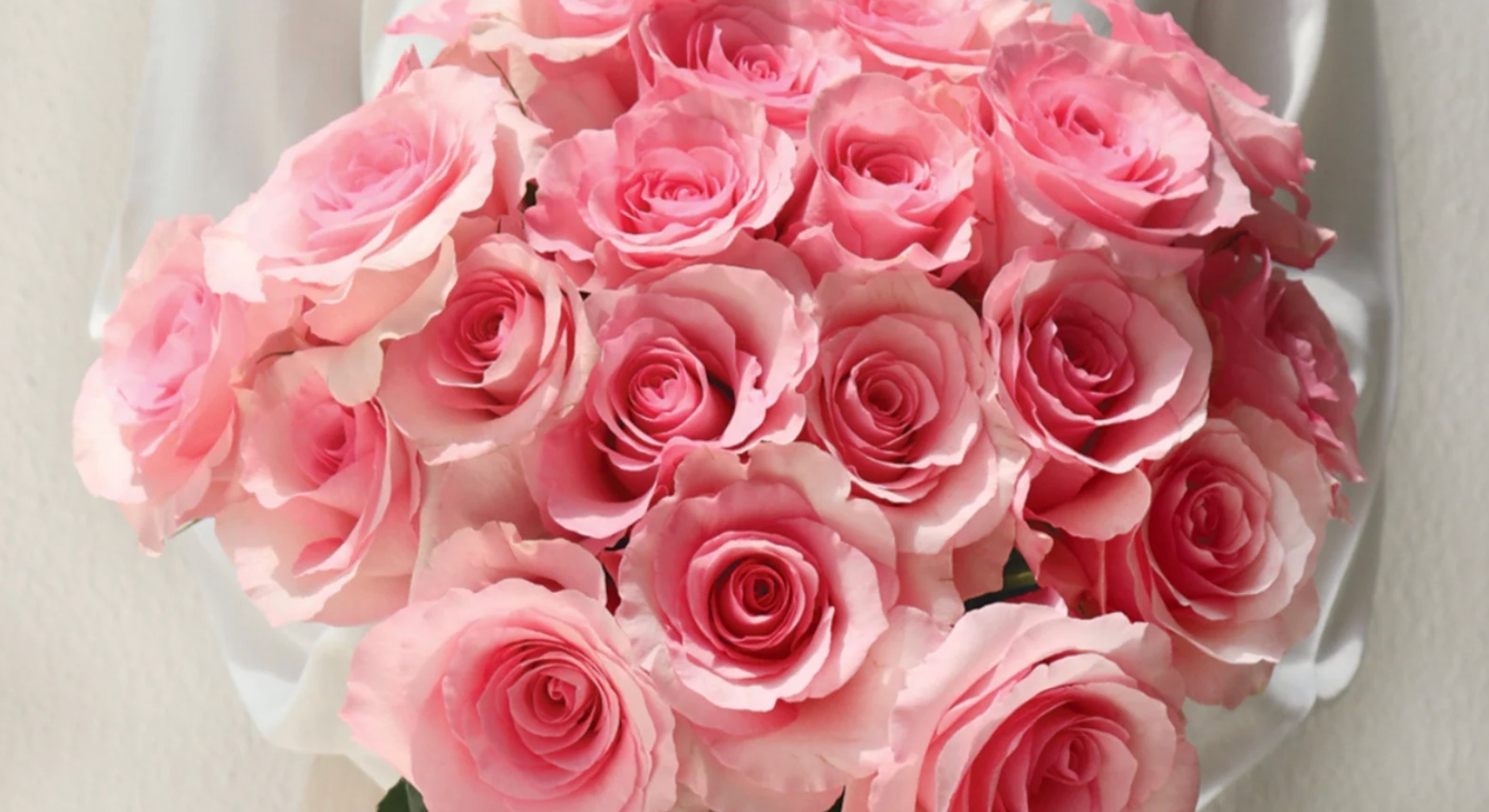 Rose Farmers: Two Dozen Long-stem Roses