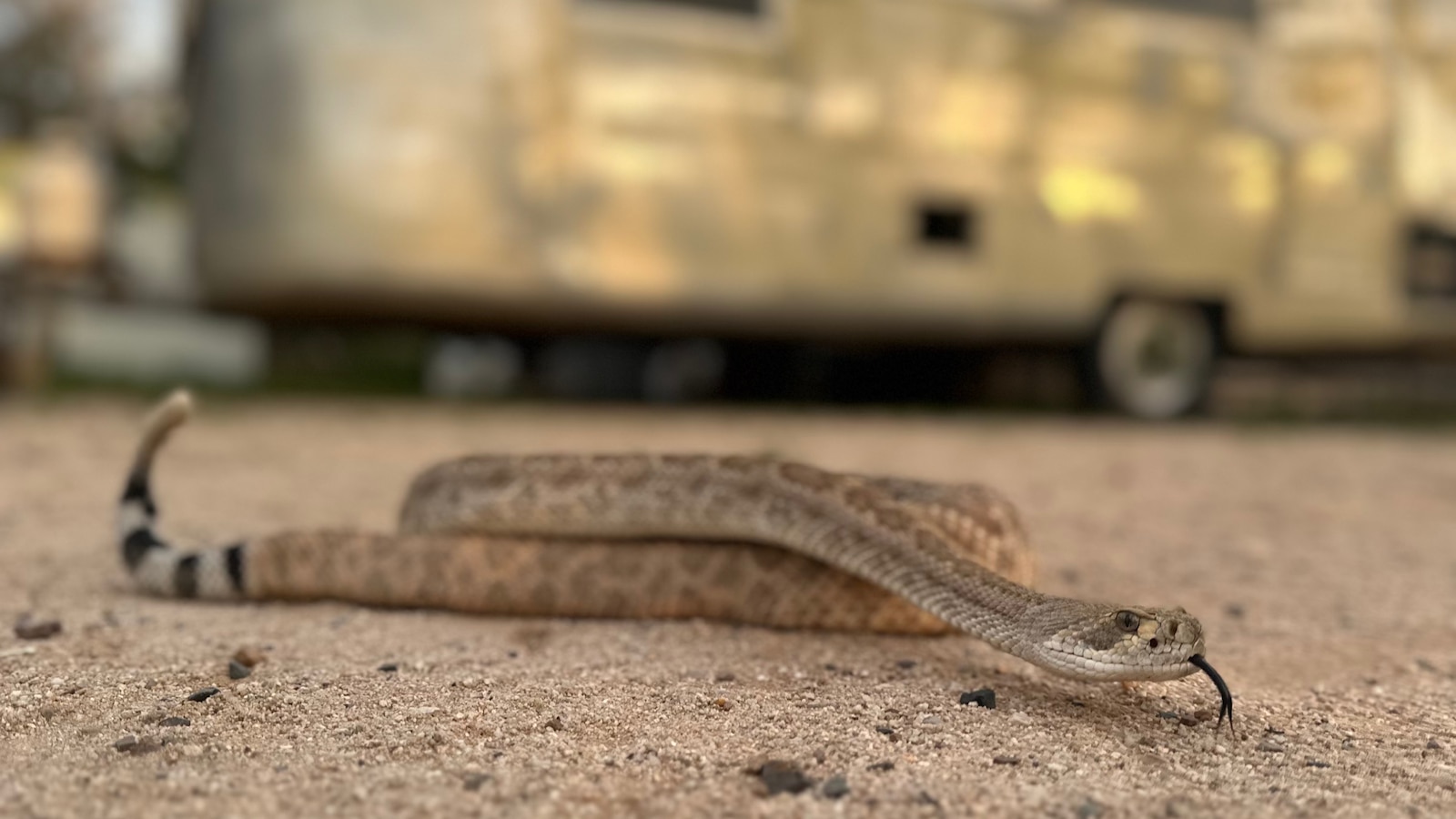 In parts of the U.S. where venomous snakes are more common, training programs aim to protect pets from getting bitten. <https://t.co/FsrJv6TZj8>
 [↧](https://t.