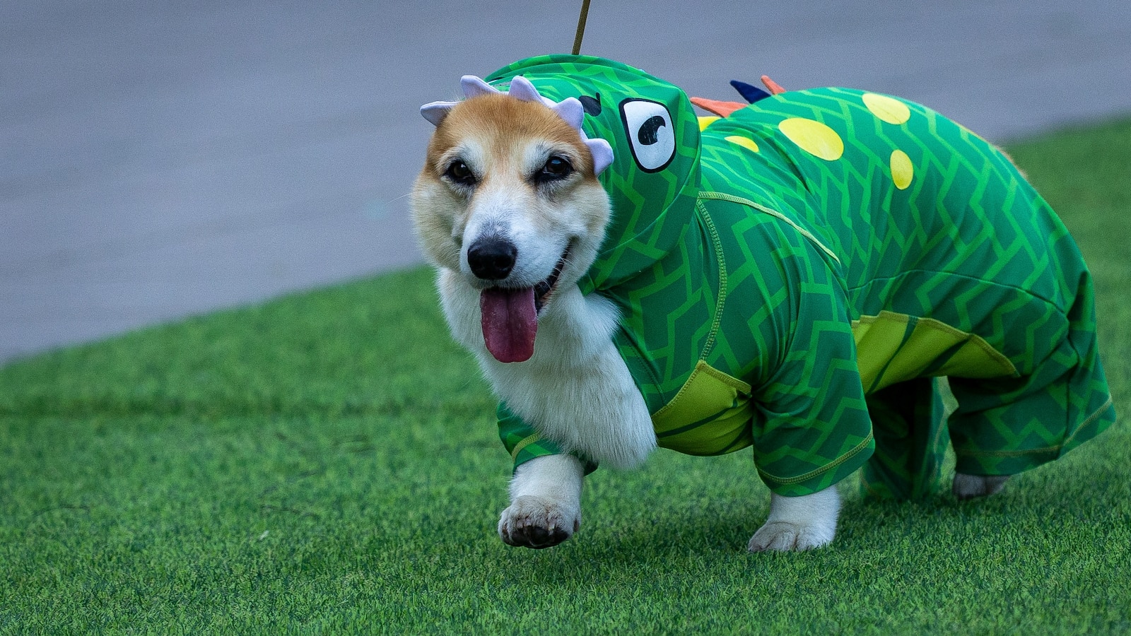 It's not all about short-legged speed when 150 corgis gather for an international race celebrating the little dogs. There's a costume parade, the 