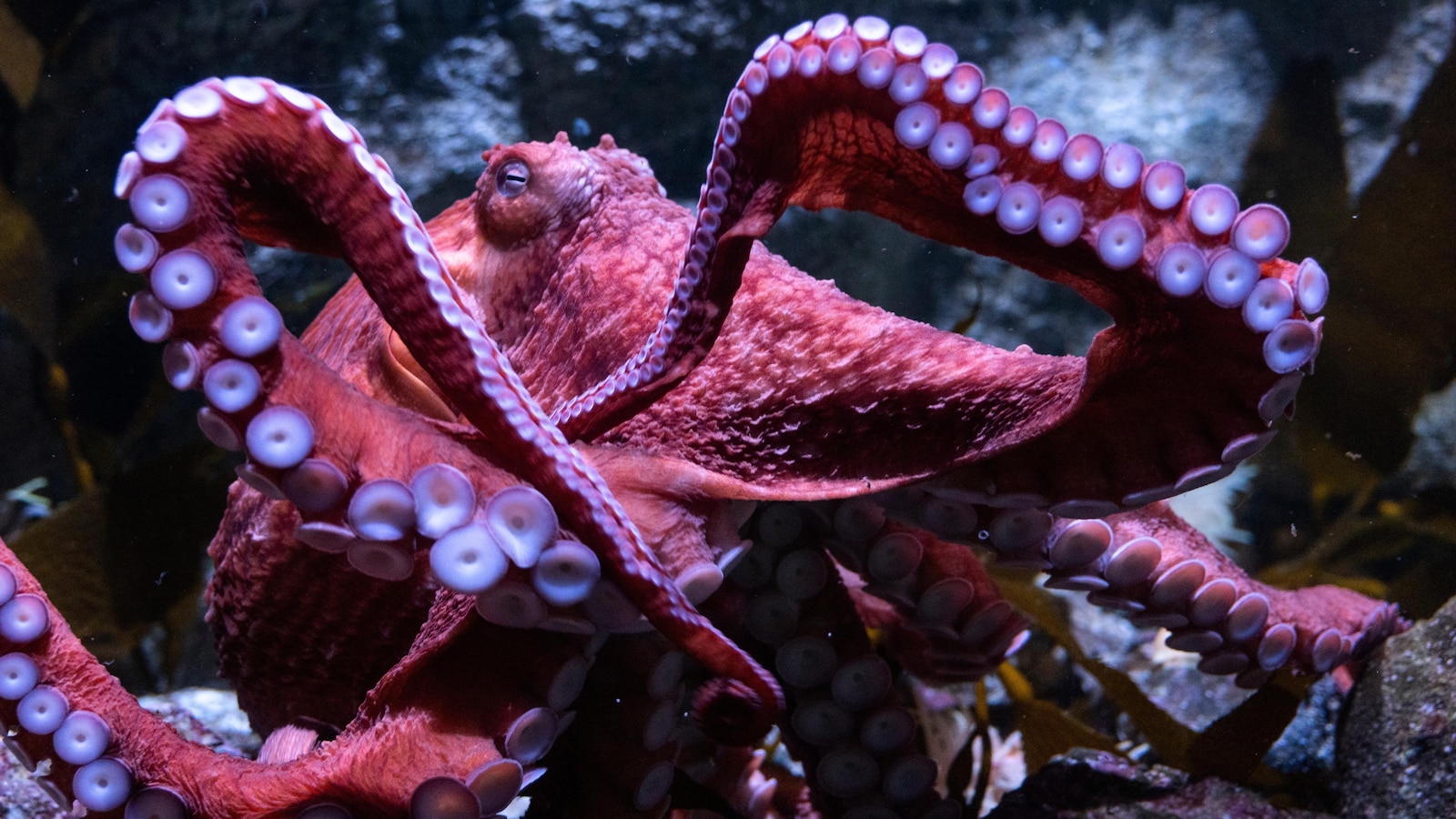 Fans bid farewell to beloved California octopus Ghost as she cares for eggs in final stage of life