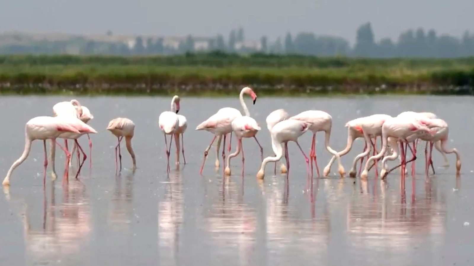 Flamingos are stirring up trouble and ravaging rice for risotto in Italy's northeast