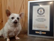 Meet The 23 year old Chihuahua Who Was Named The World s Oldest Dog 