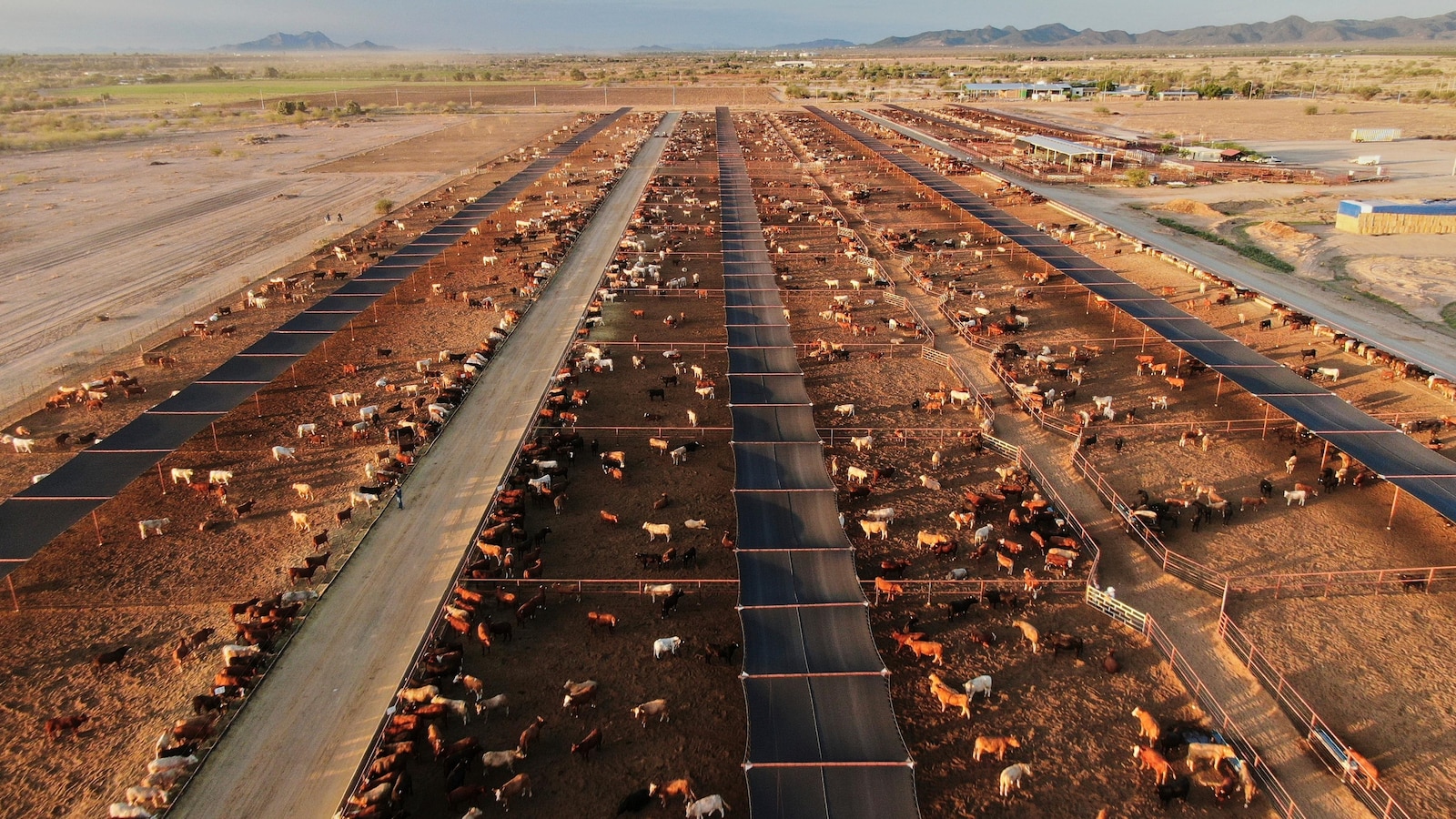 Mexico boosts controls on cattle after new screwworm case found near US border in Nuevo Leon