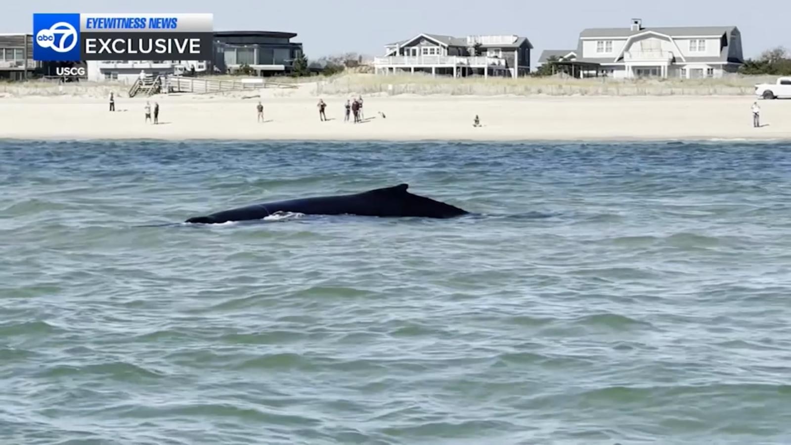 Two juvenile humpback whales stranded on sandbars off New York's Fire Island returned to open water, with one helped by rising tides and crews that responded, including the U.S. Coast Guard.