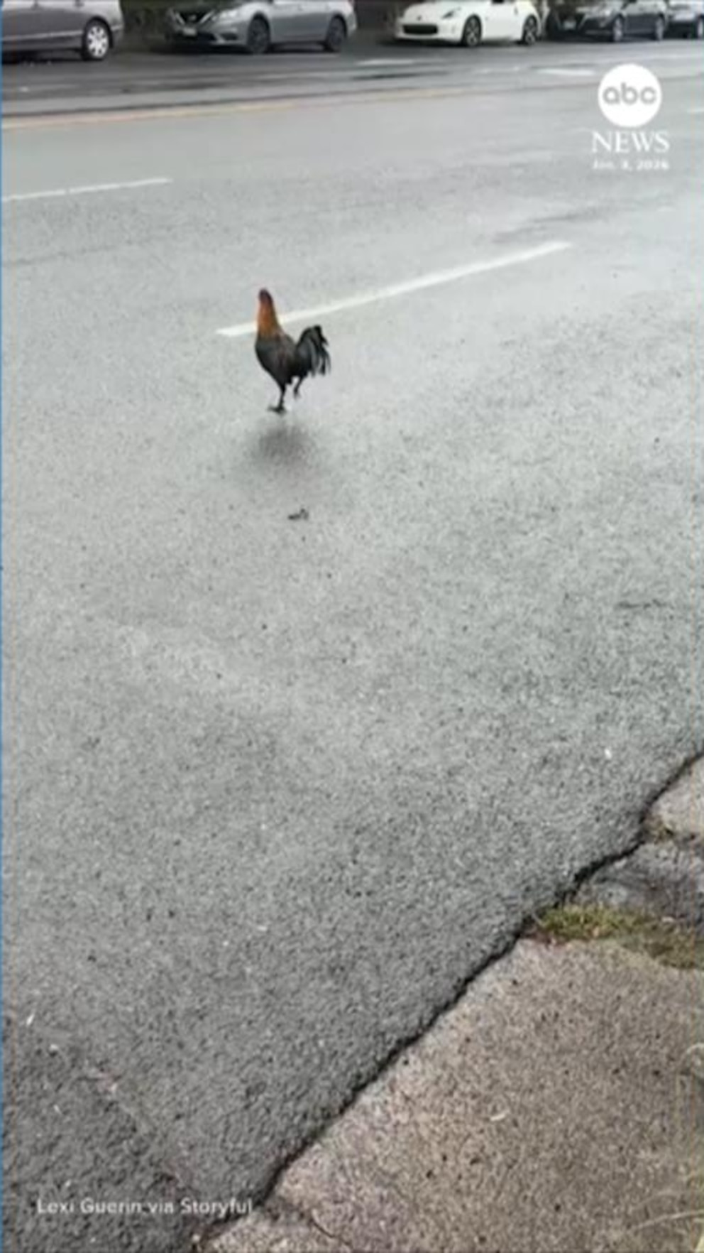 WATCH:  Rooster crosses the road with ease in Hawaii