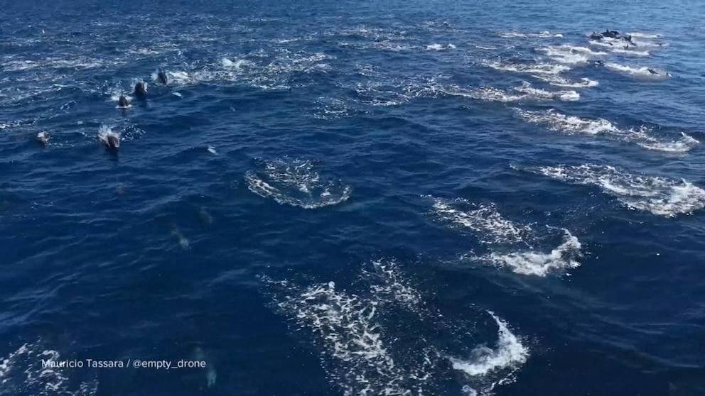 Thumbnail for WATCH: David Muir shares stunning dolphin 'stampede' off California coast