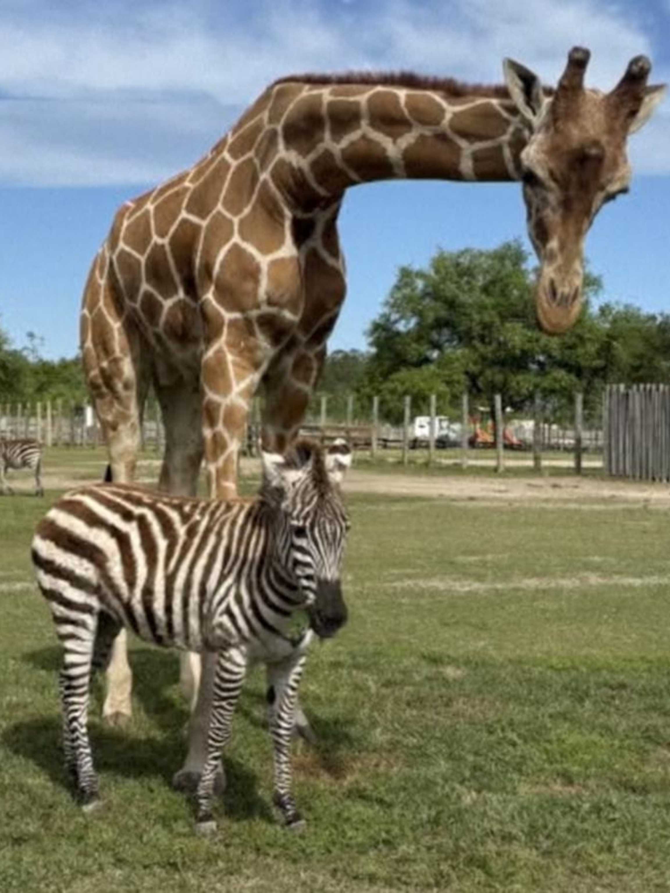 Video 'Very unique': Giraffe and zebra are BFFs - ABC News