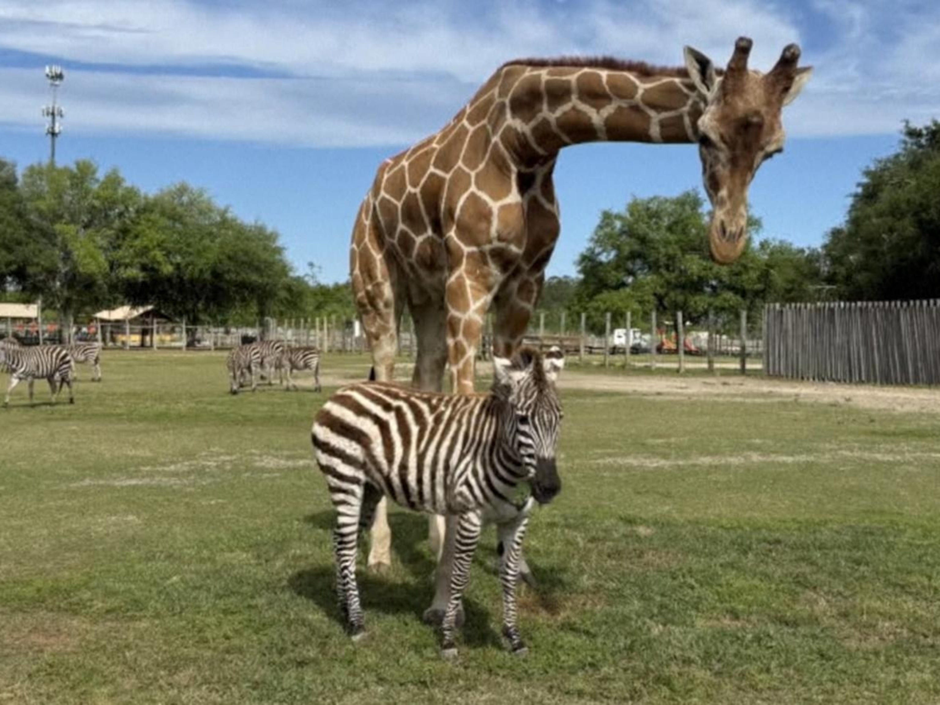 Video 'Very unique': Giraffe and zebra are BFFs - ABC News